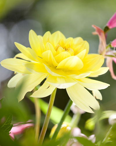 DAHLIA GLORY OF HEEMSTEDE 10 kusov